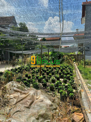 Bán lô góc 85,4m² tại làng hoa Phụng Công, Văn Giang, Hưng Yên